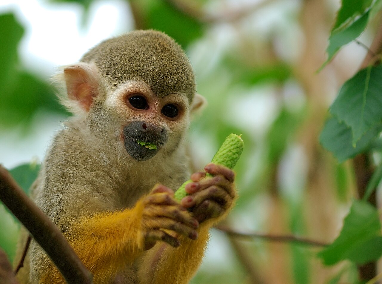 Squirrel monkey with a hand-drawn crown